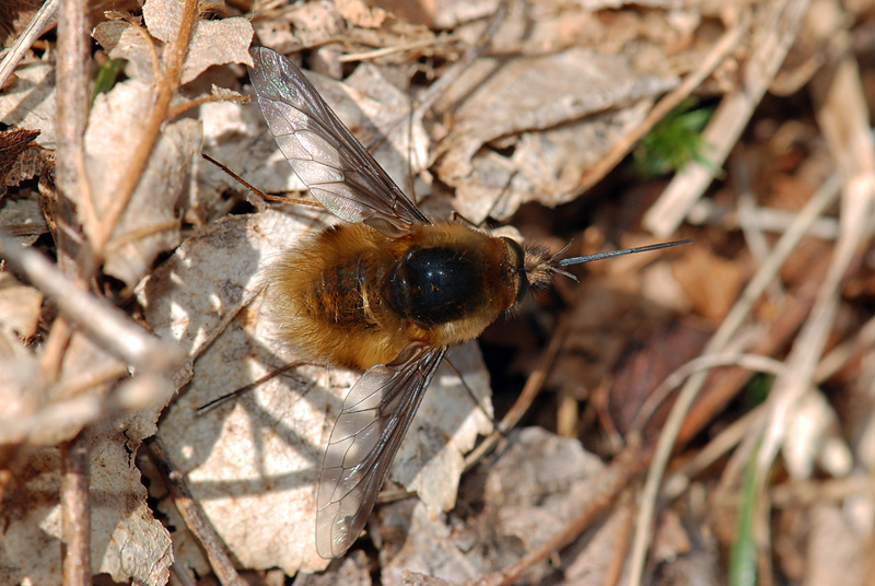 Bombylius major ?